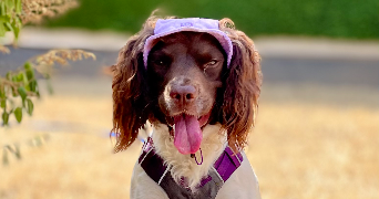 clément pet sitter à ANGERS 49000_1