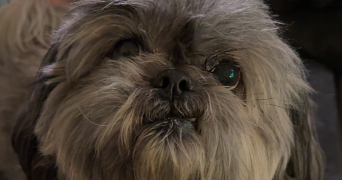 leia pet sitter à BASTIA 20600_1