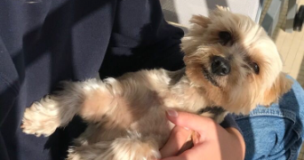 lucie pet sitter à CHANTILLY 60500_2
