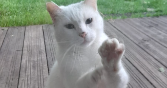 larisse pet sitter à BAILLY ROMAINVILLIERS 77700_2