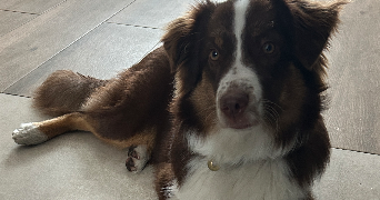 zoé pet sitter à MARSEILLE 04 13004_2