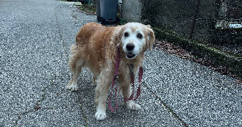 eline pet sitter à ST PIERRE D ALBIGNY 73250_0