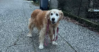 eline pet sitter à ST PIERRE D ALBIGNY 73250