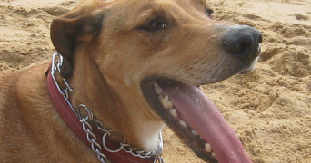 andréa pet sitter à SAUMUR 49400_13