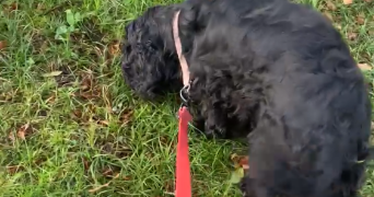 charlie pet sitter à TARBES 65000_2