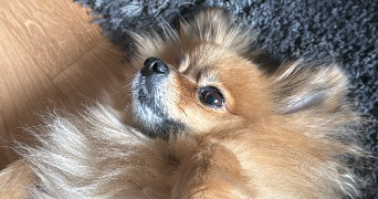 amone pet sitter à LE BLANC MESNIL 93150_1