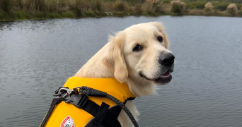 raphael pet sitter à SAUJON 17600_1