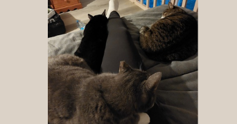 lorraine pet sitter à NANTES 44000_1