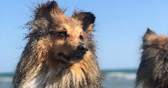 audrey pet sitter à OBERHOFFEN SUR MODER 67240_5