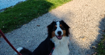 anaïs pet sitter à MONTBRISON 42600_1