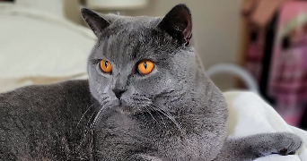 mélanie pet sitter à ST FONS 69190_2