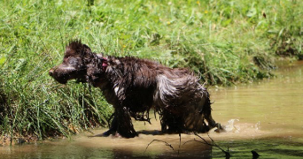 luna pet sitter à BOIS GUILLAUME 76230_2