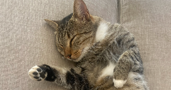 anaïs pet sitter à TOULOUSE 31300_8