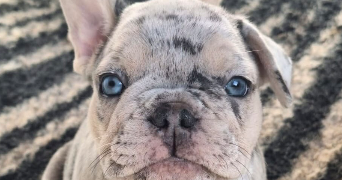 mallory pet sitter à WALTENHEIM 68510_3