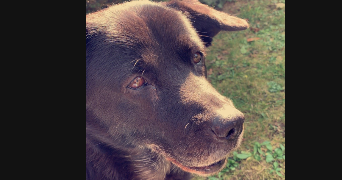 léa pet sitter à MONT ST AIGNAN 76130_4