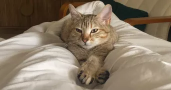 josiane pet sitter à MARGUERITTES 30320