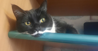 marina pet sitter à MAINVILLIERS 28300_2