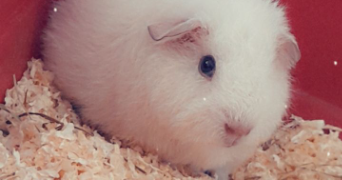 aurélie pet sitter à SOISSONS 02200_13