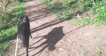 aurore pet sitter à HOENHEIM 67800_3