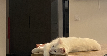 tyfenn pet sitter à NANTEUIL LES MEAUX 77100_2