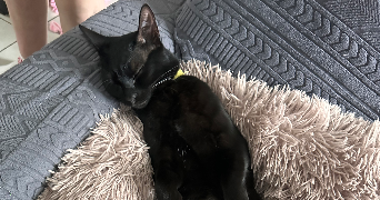 louane pet sitter à MARSEILLE 12 13012_2