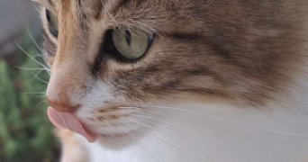 eva pet sitter à VILLENEUVE SUR YONNE 89500_2