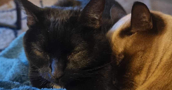 lisa pet sitter à PERIGUEUX 24000_2