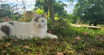 lili pet sitter à Rennes 35000_4