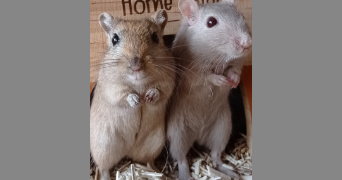 dolores pet sitter à ENNERY 57365_2
