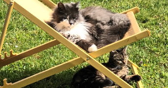 yohann pet sitter à LANNION 22300_7