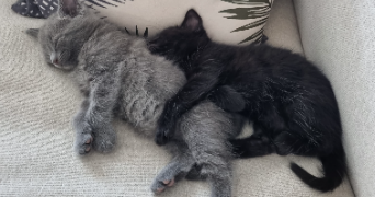mélanie pet sitter à RAMBOUILLET 78120_3