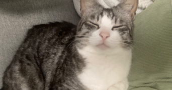 delneste pet sitter à TOULOUSE 31200_2