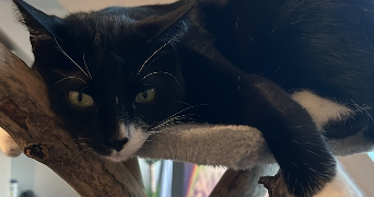olivia pet sitter à MOELAN SUR MER 29350_1