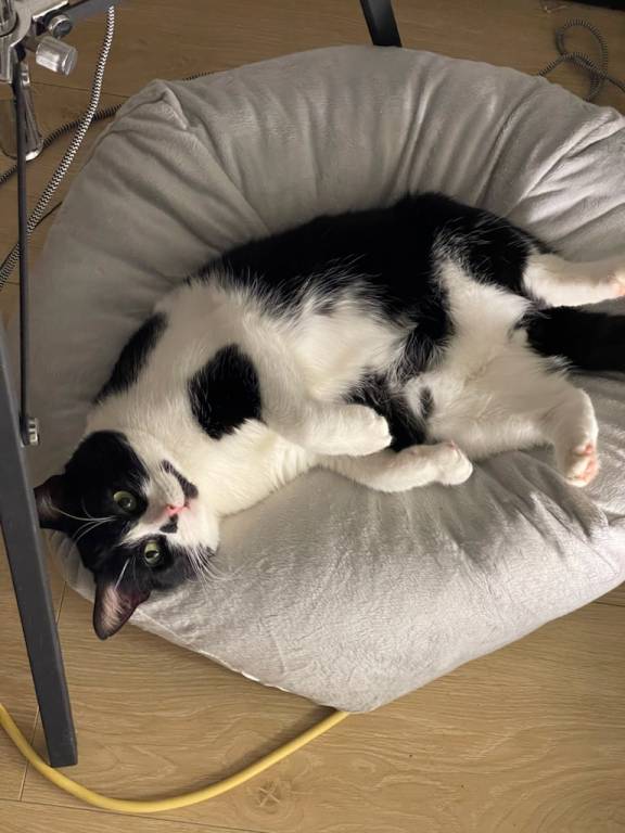 béatrice cat sitter à Douai 59500_5