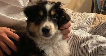 eva pet sitter à NANCY 54000_2