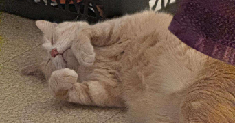 kheira pet sitter à SETE 34200_1