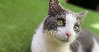 Marion pet sitter à Marseille 13008_7