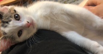 eliott pet sitter à METZ 57000_2