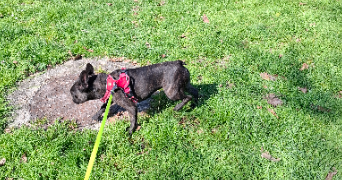 jeanne pet sitter à TROYES 10000_9