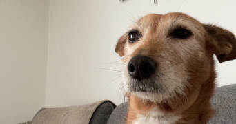 loene pet sitter à MAROLLES EN HUREPOIX 91630_0