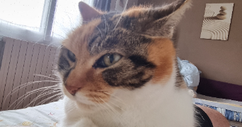 fabien pet sitter à MARMANDE 47200_1