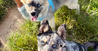adeline pet sitter à TINQUEUX 51430_5