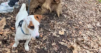 metys pet sitter à NOISY LE GRAND 93160