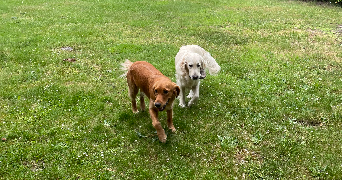 erine pet sitter à LES BREVIAIRES 78610_5