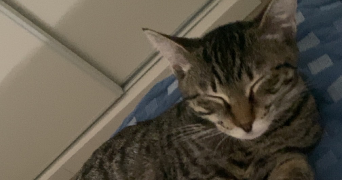 elvyra pet sitter à BLAGNAC 31700_1