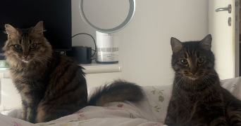 lili-rose pet sitter à CANOHES 66680_1