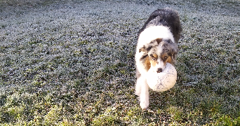 manon pet sitter à VERRIERES 10390_5