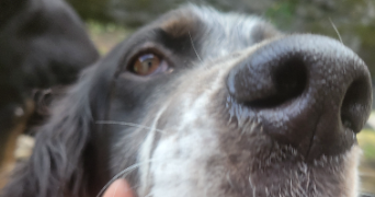 jullian pet sitter à CHANCELADE 24650_3