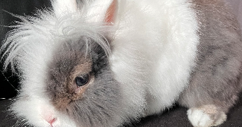 emmeline pet sitter à FAMECK 57290_4