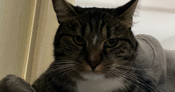 sophia pet sitter à COMPIEGNE 60200_2